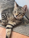 Gabanna - Photo 2