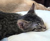Gabanna - Photo 4