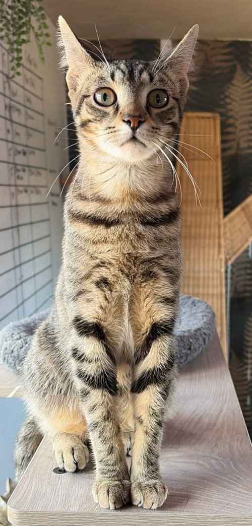 GABANNA - Domestic Short Hair available for adoption