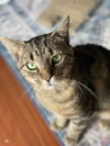 adoptable Cat in , NJ named Gunther