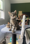 adoptable Cat in fairless hills, PA named Lemon Fruity Cutie