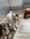 adoptable Cat in fairless hills, PA named Kiwi Fruity Cutie