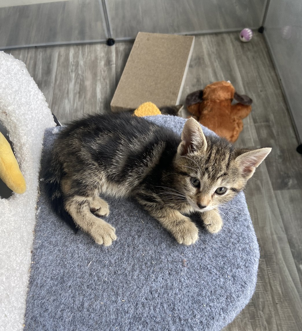 adoptable Cat in Fairless Hills, PA named Honeydew Fruity Cutie