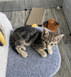 adoptable Cat in fairless hills, PA named Honeydew Fruity Cutie
