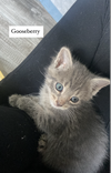 adoptable Cat in fairless hills, PA named Gooseberry Fruity Cutie