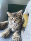 adoptable Cat in fairless hills, PA named Pumpkin Fruity Cutie