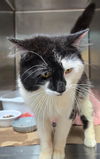 adoptable Cat in  named Esme (TAS#1)