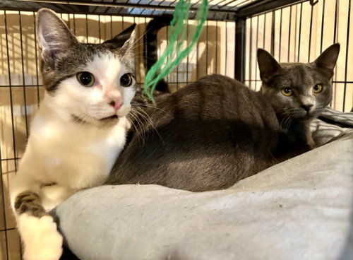 picture of the cat needing adoption