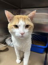adoptable Cat in , NJ named Howard (TAS#5)