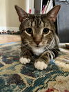 adoptable Cat in , NJ named Bruiser
