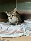 adoptable Cat in , NJ named Diva (TAS#2)
