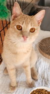adoptable Cat in , NJ named Zena