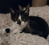 adoptable Cat in , NJ named Glenwood