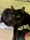 adoptable Cat in , NJ named Sasa (TAS#18)