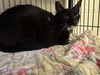 adoptable Cat in , NJ named Thelma (TAS#19)