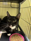 adoptable Cat in , NJ named Louise (TAS#20)