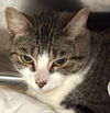 adoptable Cat in , NJ named Tiffany (TAS#11)