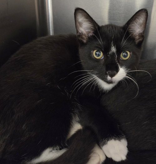 BERTRAND O - Domestic Short Hair available for adoption