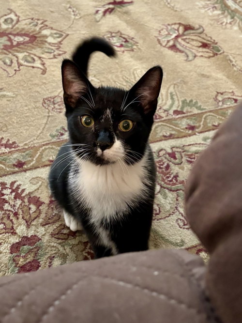 BERTRAND O - Domestic Short Hair available for adoption