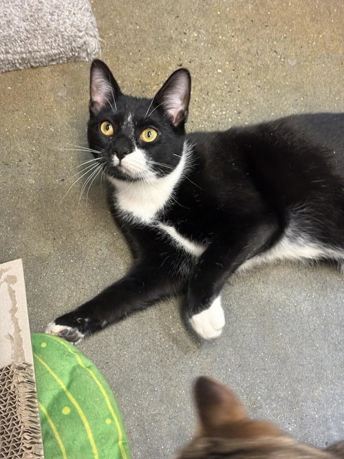 BERTRAND O - Domestic Short Hair available for adoption
