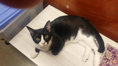 CHAUNCEY O - Domestic Short Hair available for adoption
