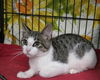 adoptable Cat in , NJ named Moonlight Alley