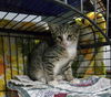 adoptable Cat in , NJ named Starlight Alley