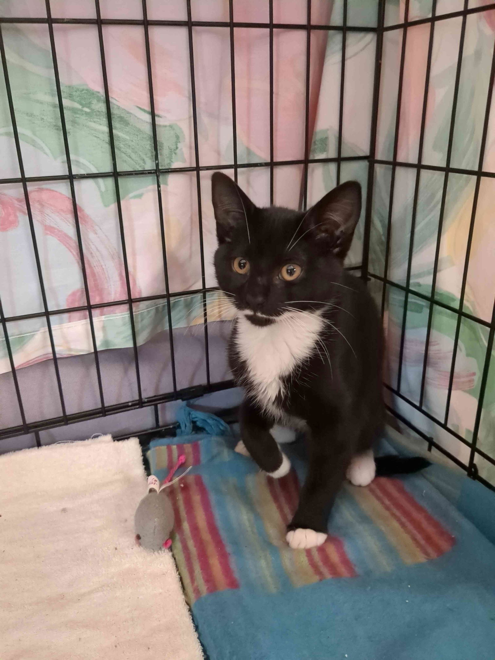 adoptable Cat in Trenton, NJ named Baffy