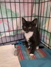 adoptable Cat in , NJ named Baffy