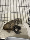 Jerome (female) - Photo 6