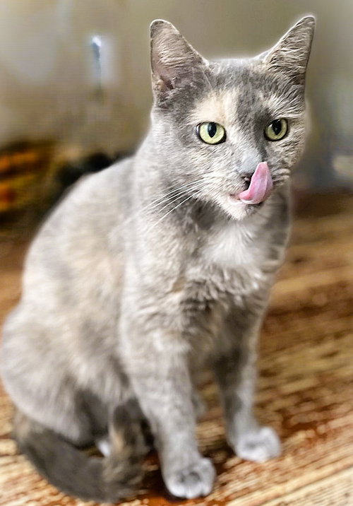 JEROME (FEMALE) - Domestic Short Hair available for adoption