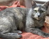 Jerome (female) - Photo 3