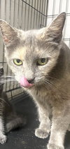 Jerome (female) - Photo 4
