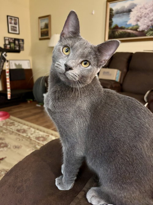 picture of the cat needing adoption