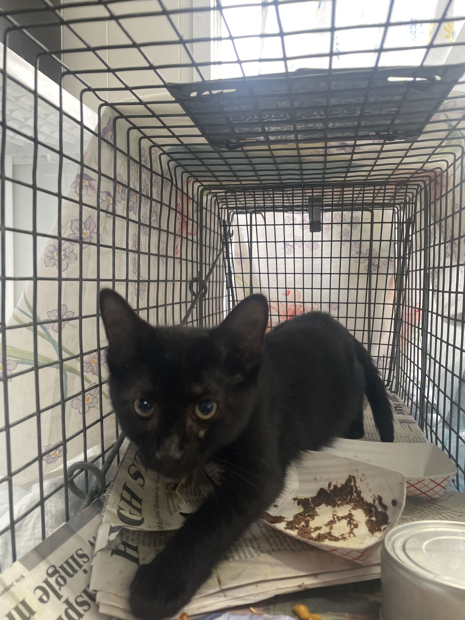 adoptable Cat in Trenton, NJ named Fuzzbucket