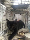 adoptable Cat in , NJ named Fuzzbucket