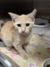 adoptable Cat in , PA named Cheddar Puff