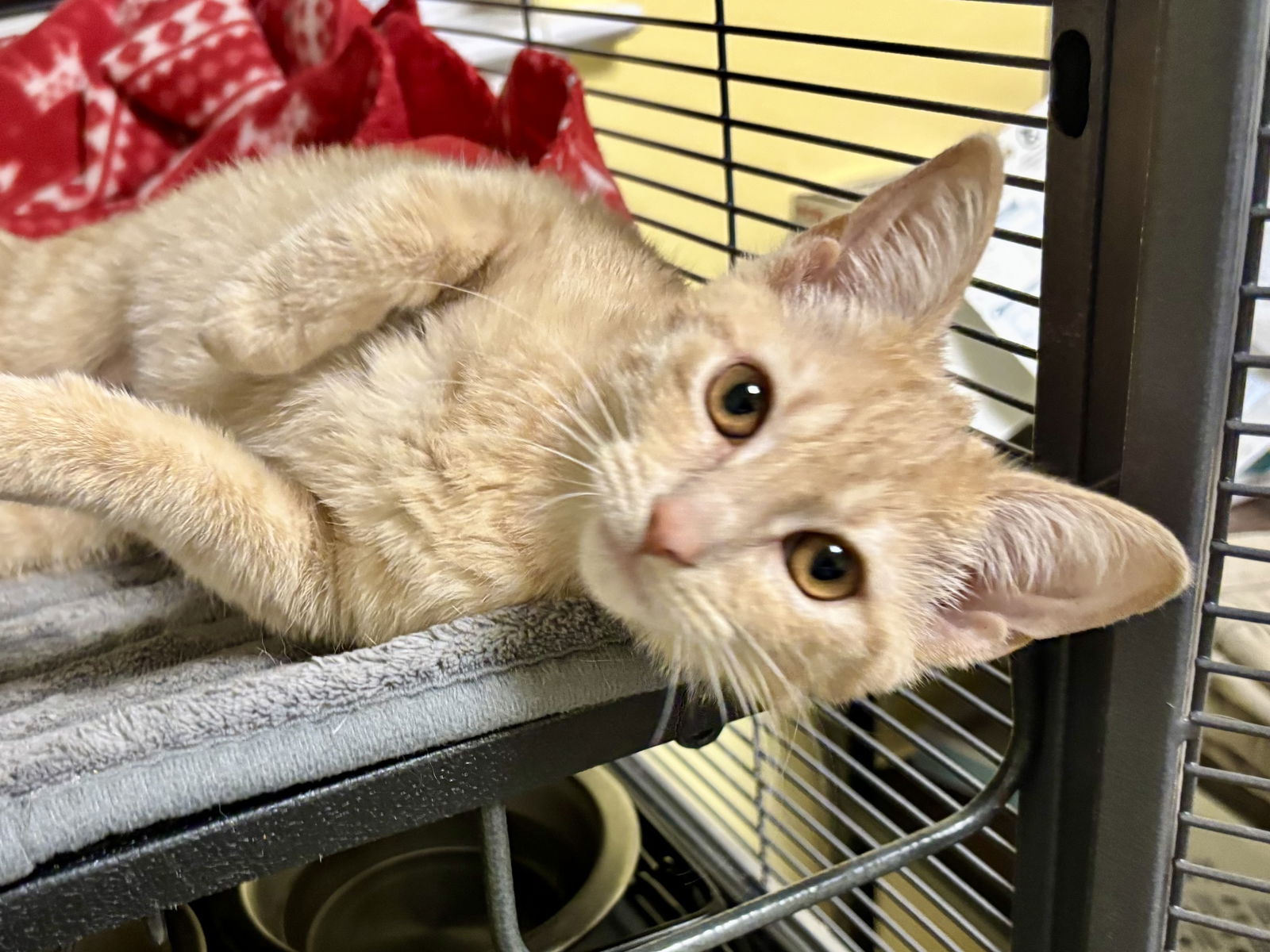 adoptable Cat in Fairless Hills, PA named Cheddar Puff