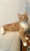 adoptable Cat in , NJ named Baboo