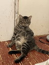 Vance - Photo 5