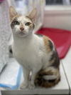 adoptable Cat in , NJ named Missie