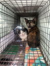 adoptable Cat in , NJ named Backgammon
