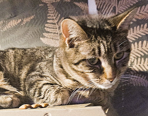 STELLA ROSE - Domestic Short Hair available for adoption