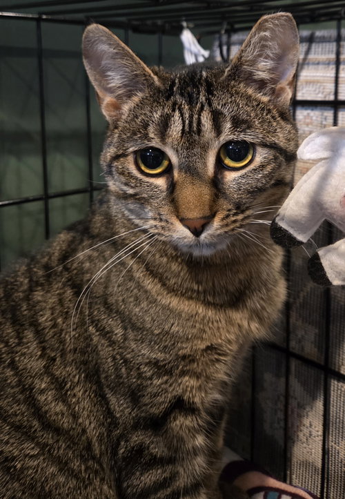 STELLA ROSE - Domestic Short Hair available for adoption