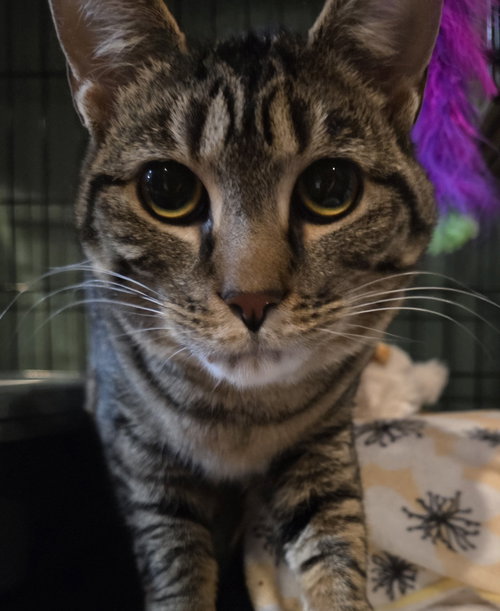 STELLA ROSE - Domestic Short Hair available for adoption