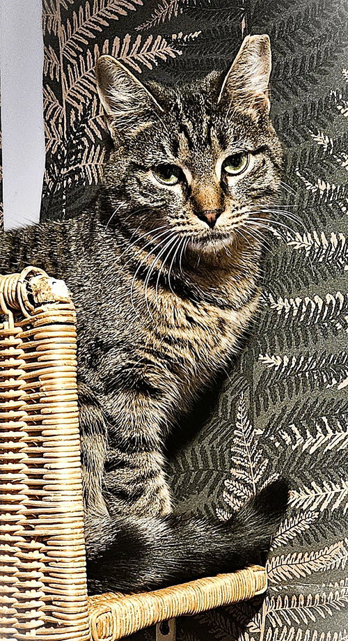 STELLA IVY - Domestic Short Hair available for adoption