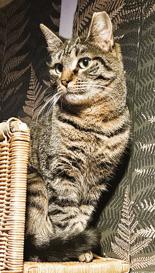 STELLA IVY - Domestic Short Hair available for adoption