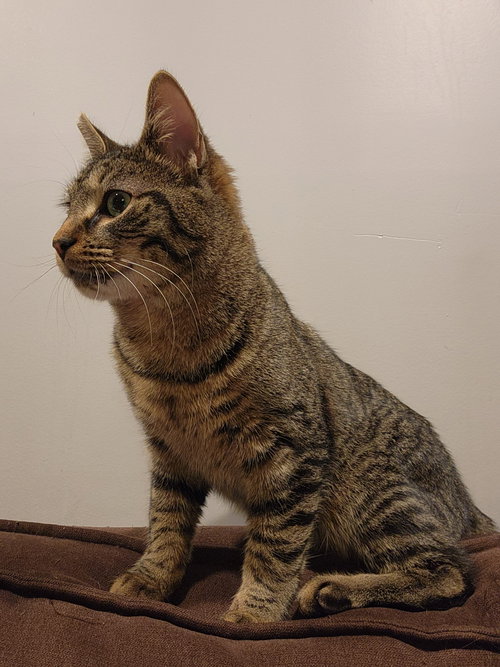 STELLA IVY - Domestic Short Hair available for adoption
