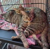 Fiona (and Gertrude) - Photo 2