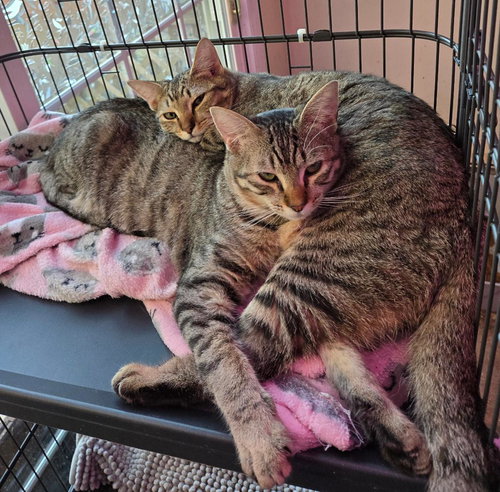 FIONA (AND GERTRUDE) - Domestic Short Hair available for adoption